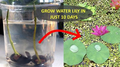 How to Start Lily Pads in Your Pond .